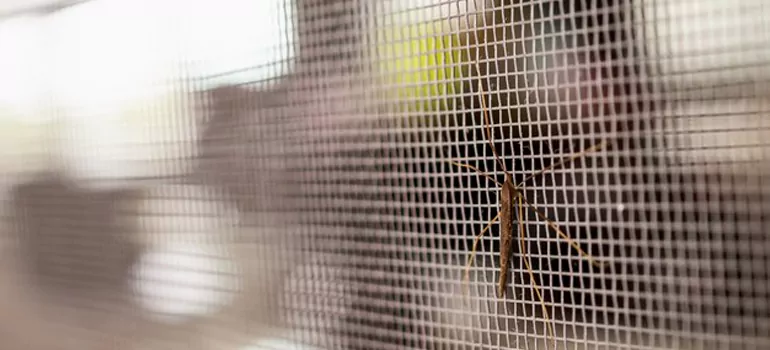 Repair Mosquito Mesh For Windows in Dunedin, FL